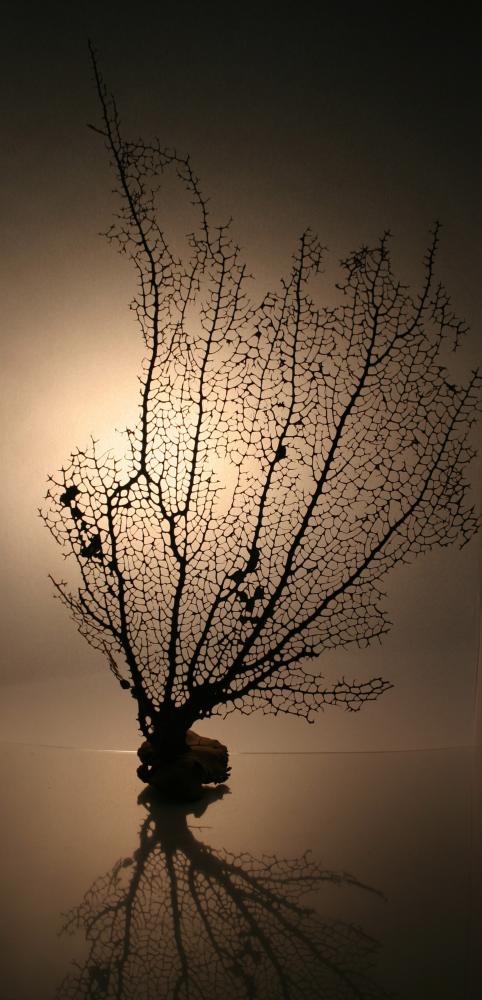 Corail01 Wall Mural
