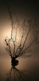 Corail01 Wall Mural