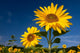 Sunflowers Wall Mural