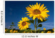 Sunflowers Wall Mural