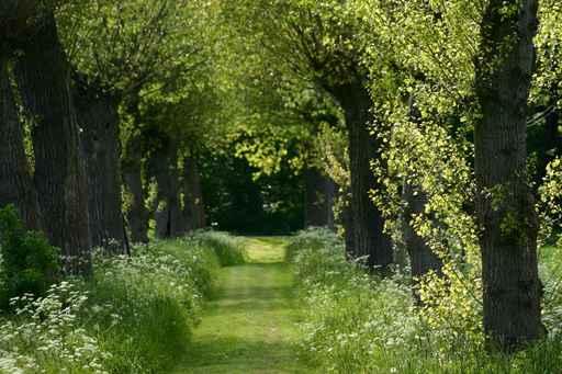 Spring Wall Decal Design 6
