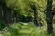 Spring Wall Decal Design 6