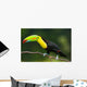 Keel Billed Toucan, from Central America. Wall Mural