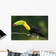Keel Billed Toucan, from Central America. Wall Mural