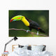 Keel Billed Toucan, from Central America. Wall Mural