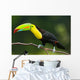 Keel Billed Toucan, from Central America. Wall Mural