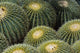Barrel Cactus
