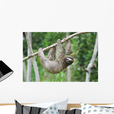 Sloth Panama Wall Mural shown on a wall