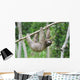 Sloth in Panama Wall Mural