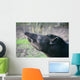 tapir Wall Mural