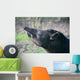 tapir Wall Mural