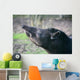 tapir Wall Mural