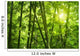 Bamboo Forest Wall Mural