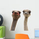 two ostriches heads Wall Decal