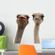 two ostriches heads Wall Decal