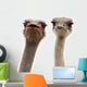two ostriches heads Wall Decal