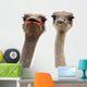 two ostriches heads Wall Decal