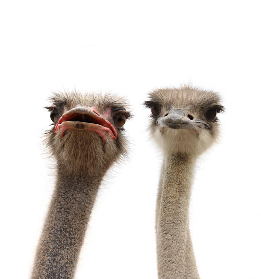 two ostriches heads Wall Decal