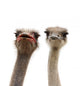 two ostriches heads Wall Decal
