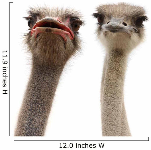 two ostriches heads Wall Decal