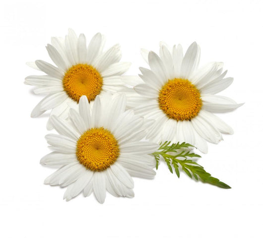 Chamomiles with Leaf White