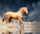 Cremello Stallion Akhal-teke Water