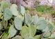 Cactus Wall Mural