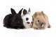 Three Bunny Rabbits Wall Decal