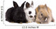 Three Bunny Rabbits Wall Decal
