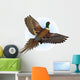 ringnecked pheasant flying Wall Decal
