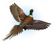 ringnecked pheasant flying Wall Decal