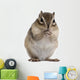 Siberian Chipmunk Euamias Sibiricus Wall Decal Design 2