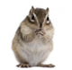 Siberian Chipmunk Euamias Sibiricus Wall Decal Design 2