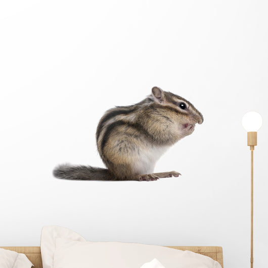 Siberian Chipmunk Euamias Sibiricus Wall Decal