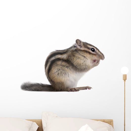 Siberian Chipmunk Euamias Sibiricus Wall Decal