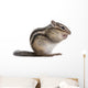 Siberian Chipmunk Euamias Sibiricus Wall Decal