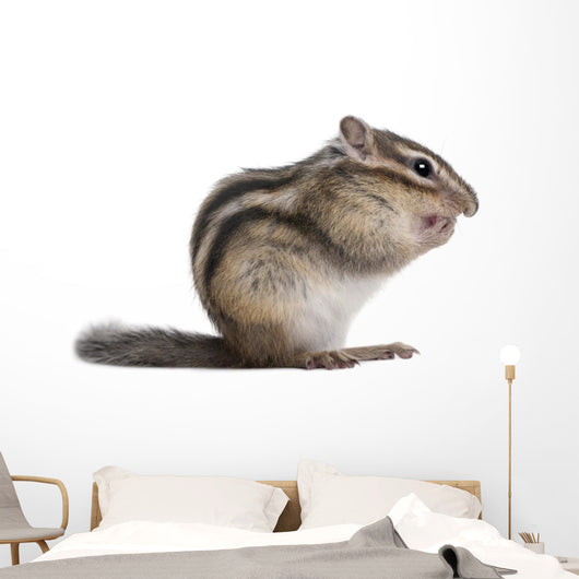 Siberian Chipmunk Euamias Sibiricus Wall Decal
