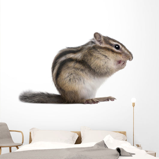 Siberian Chipmunk Euamias Sibiricus Wall Decal