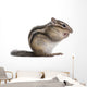 Siberian Chipmunk Euamias Sibiricus Wall Decal