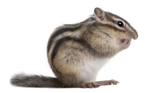 Siberian Chipmunk Euamias Sibiricus Wall Decal