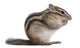 Siberian Chipmunk Euamias Sibiricus Wall Decal