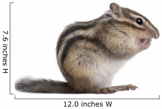 Siberian Chipmunk Euamias Sibiricus Wall Decal