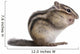 Siberian Chipmunk Euamias Sibiricus Wall Decal