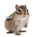 Siberian Chipmunk Euamias Sibiricus Wall Decal Design 1