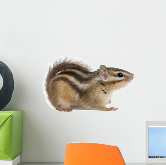 Siberian chipmunk, Euamias sibiricus Wall Decal