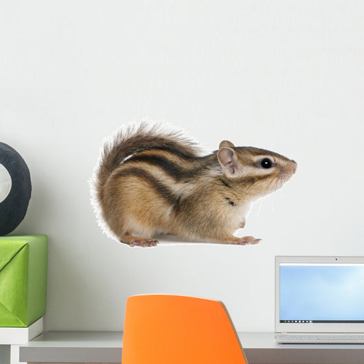 Siberian chipmunk, Euamias sibiricus Wall Decal