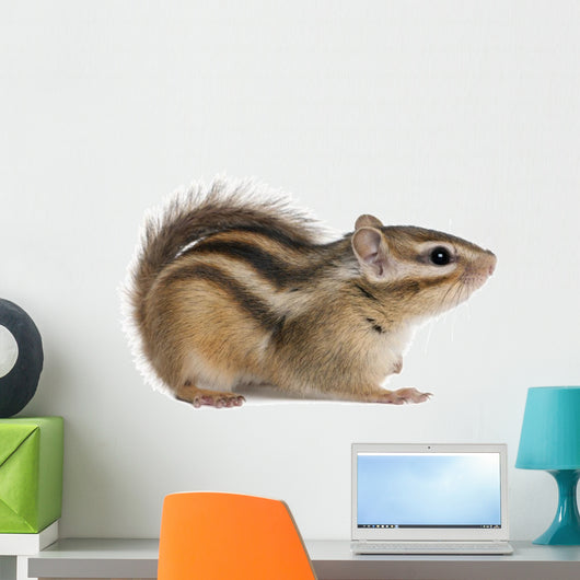 Siberian chipmunk, Euamias sibiricus Wall Decal
