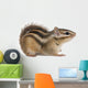 Siberian chipmunk, Euamias sibiricus Wall Decal