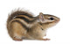 Siberian chipmunk, Euamias sibiricus Wall Decal