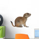 Black-tailed prairie dog, Cynomys ludovicianus, sitting Wall Decal